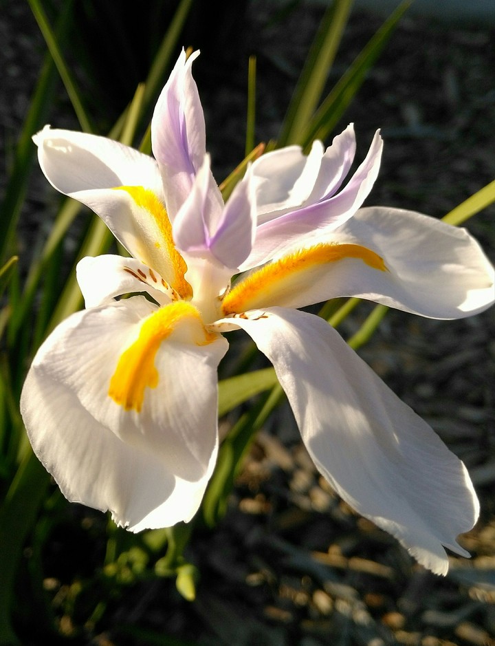 Spring in California 