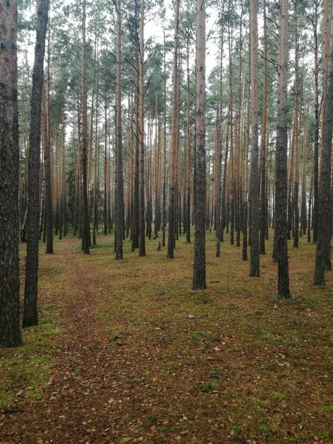 Лес