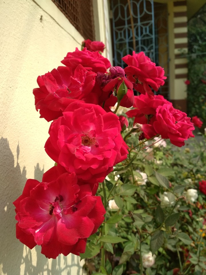 Red Roses