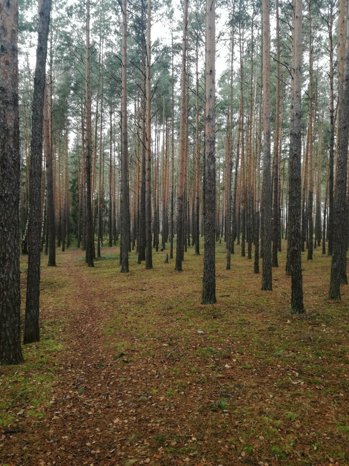 Лес