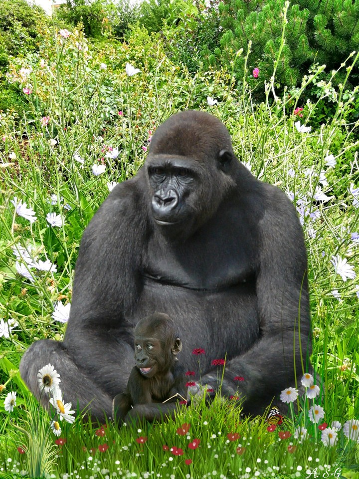 Gorilla mit Baby