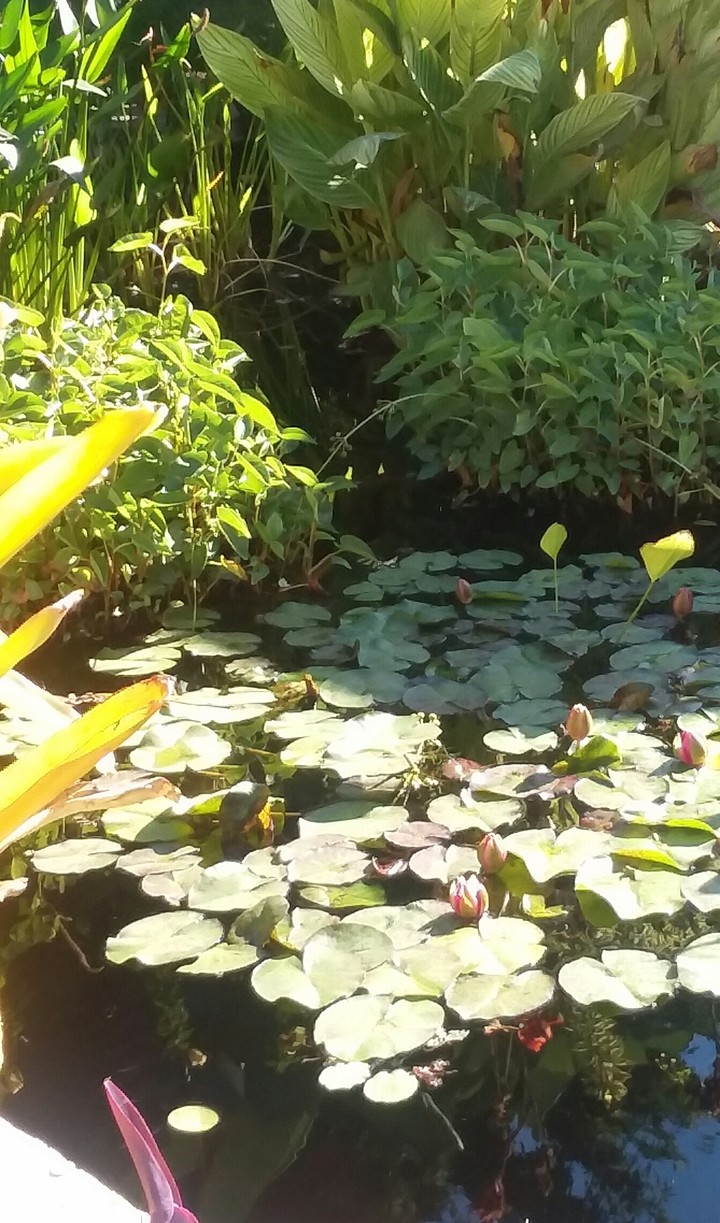 Lily pond