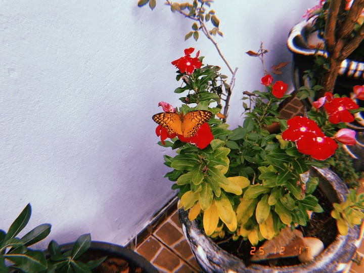 butterfly and flowers
