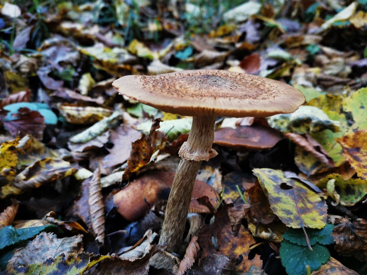 mushroom