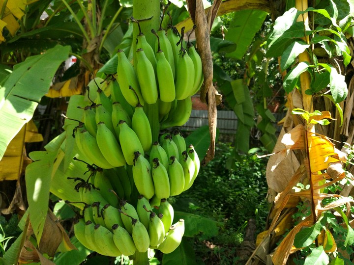 Fruit
