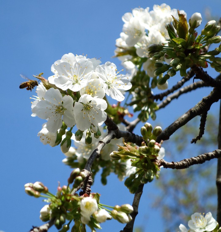Mon cerisier en fleurs