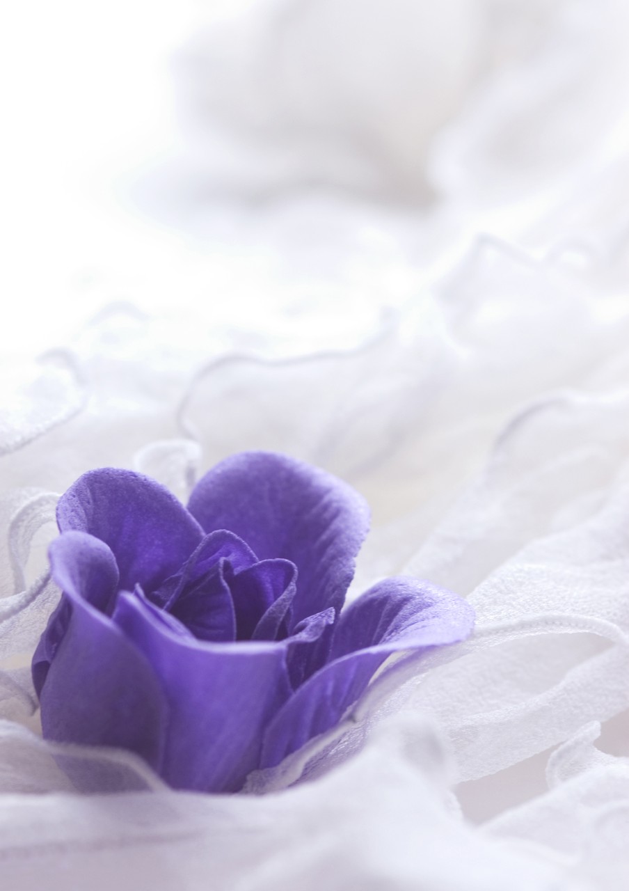 Purple Rose