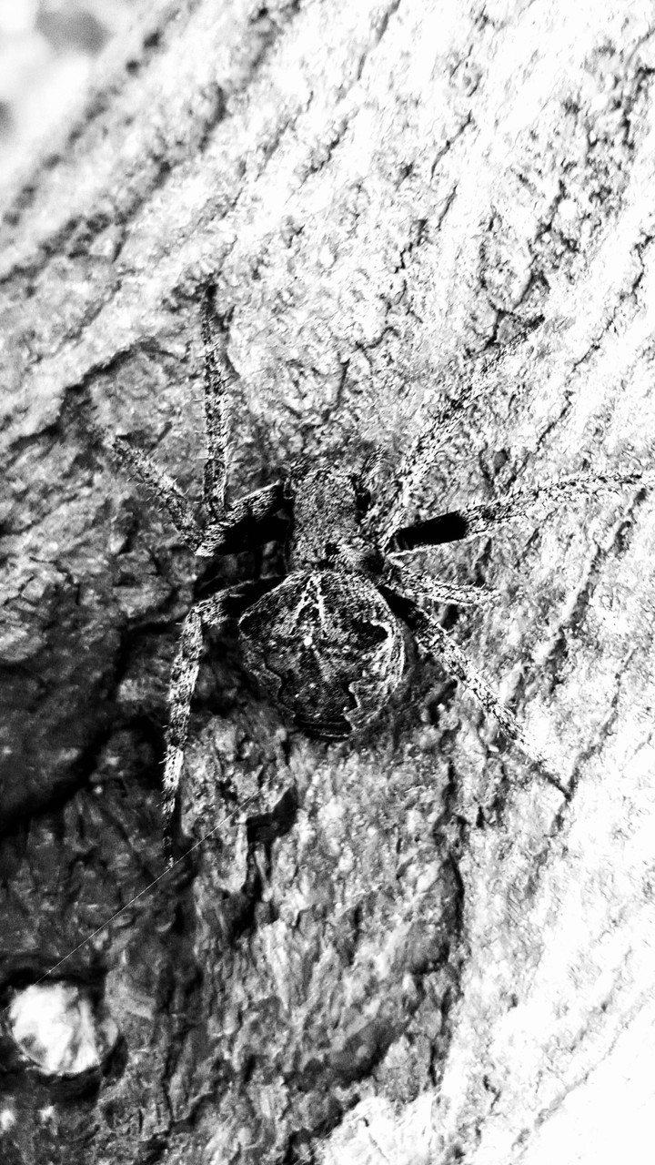 spider