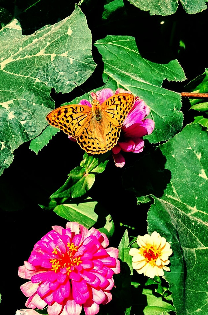 beautiful butterfly