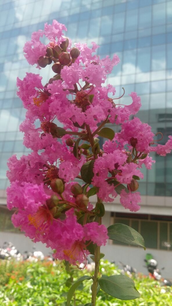 pink