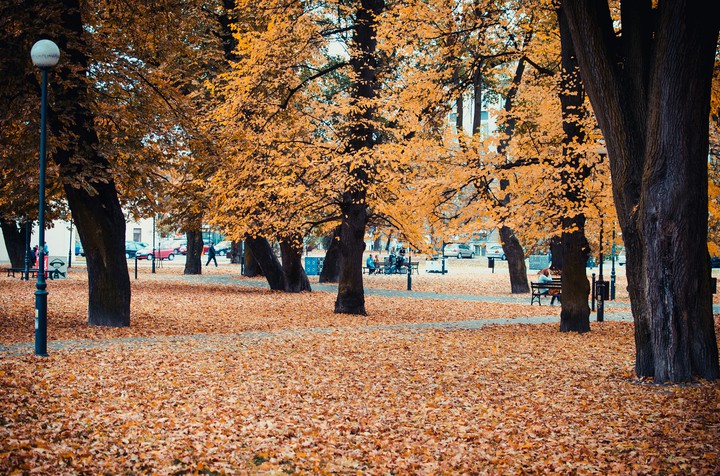 TREES