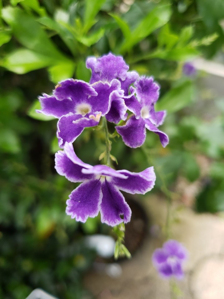 Purple beauty