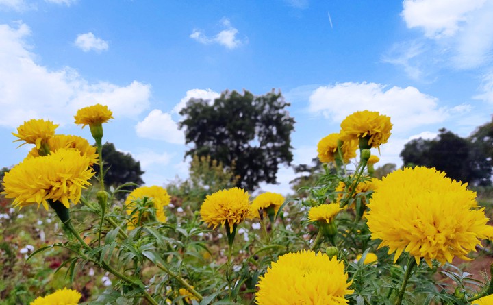 flowers