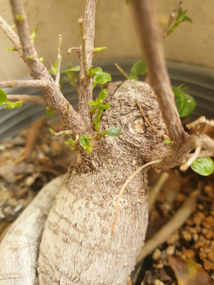 bonsai