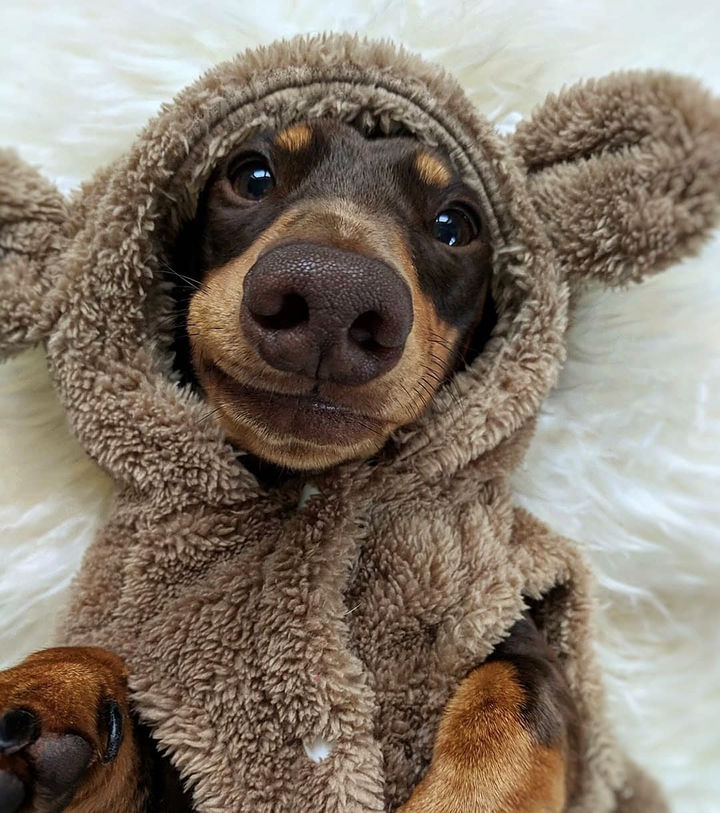 ima bear ?