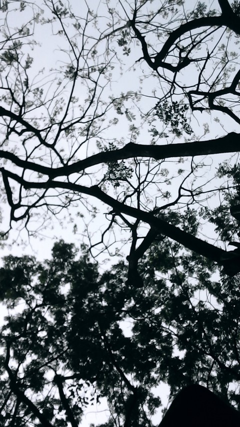 daun