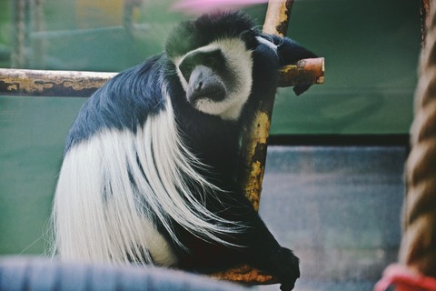 monkey