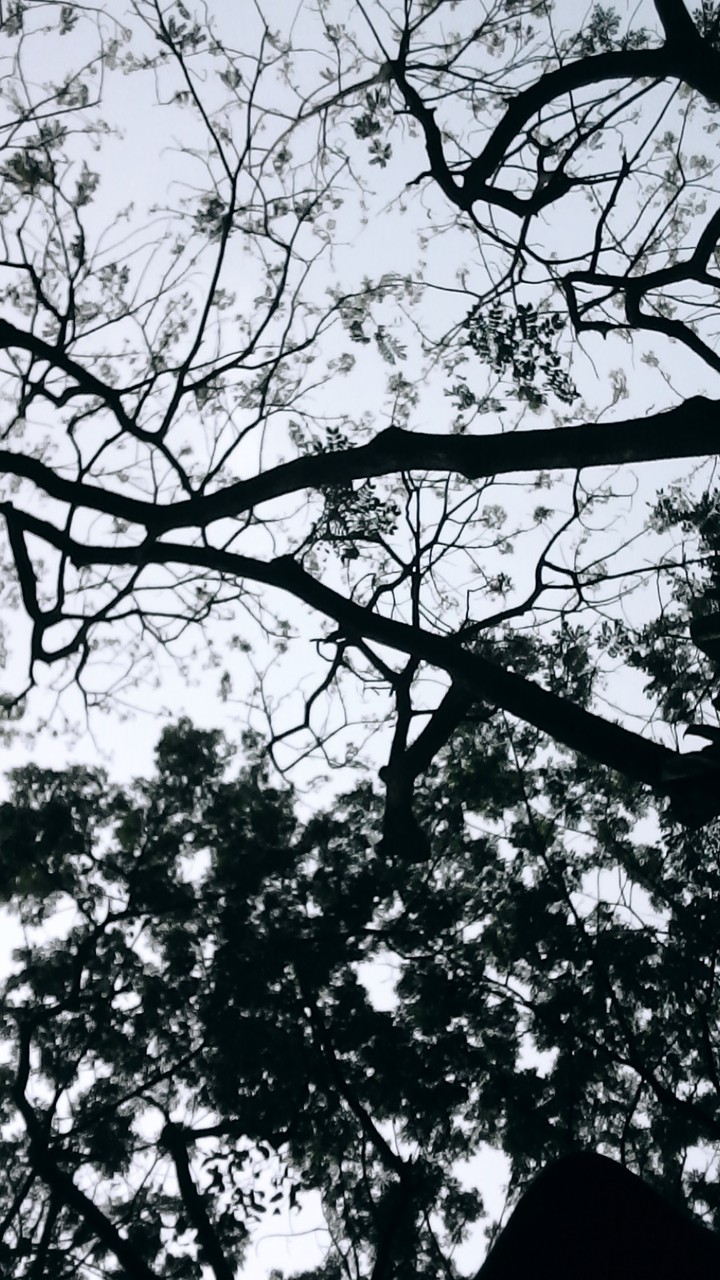 daun
