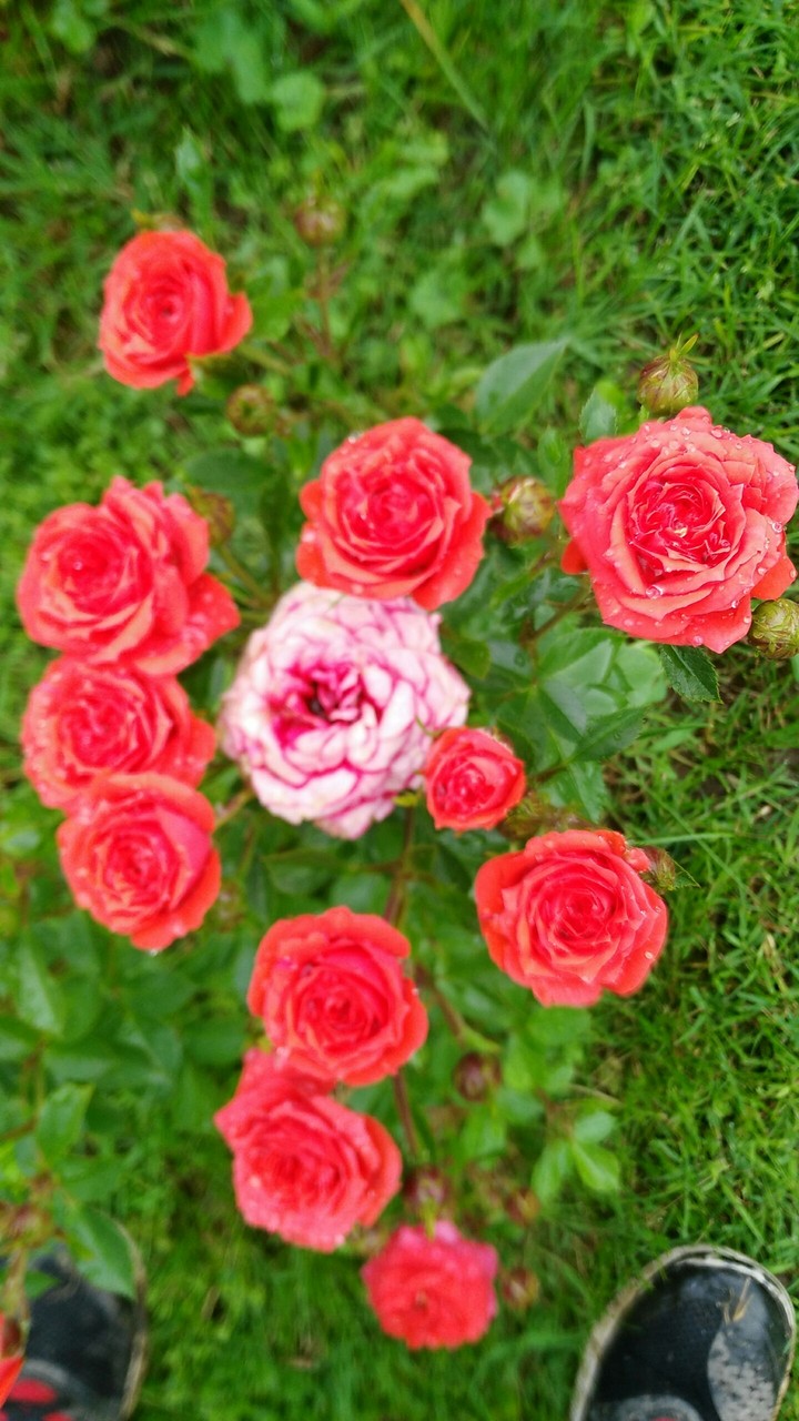 rose