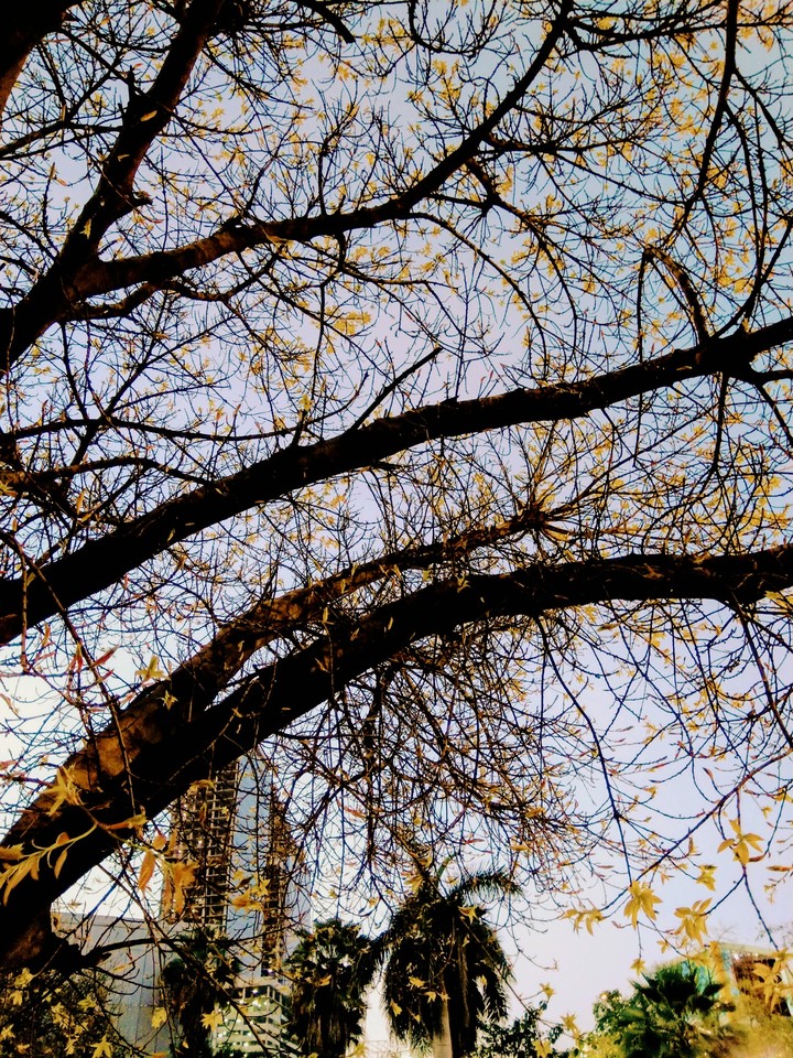 Blossom by Blossom the Spring Begins.