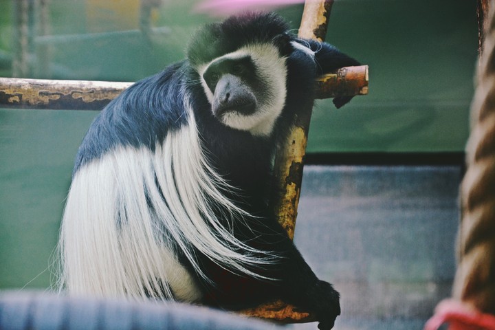 monkey