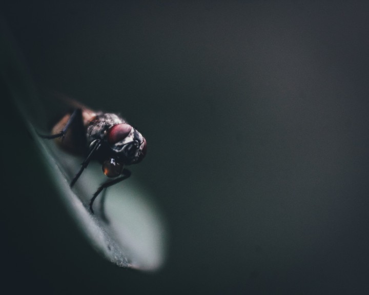 the fly