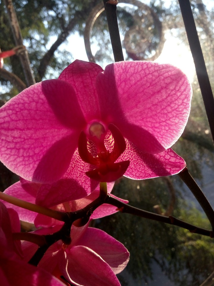 Орхидея/Orchid