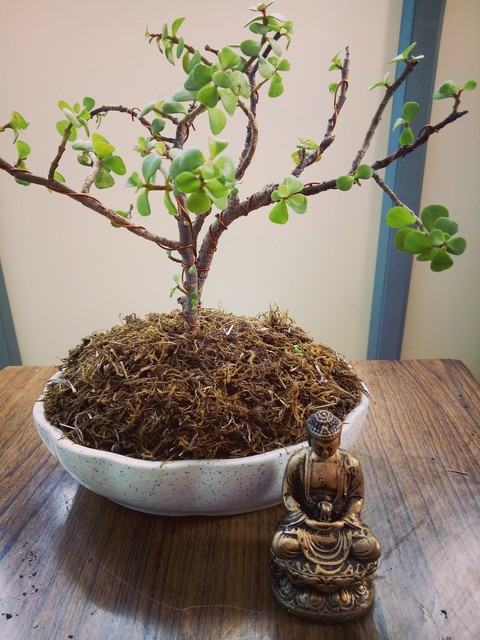 Bonsai, green wallpapers