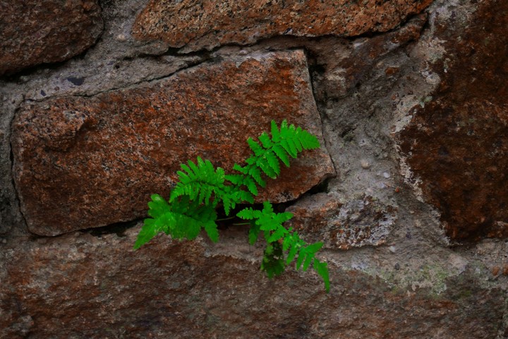 Stone vs Plant