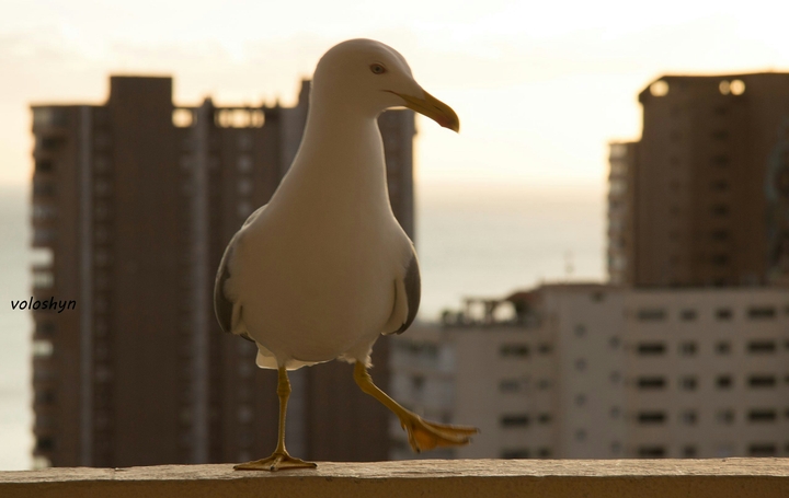 gaviota чайка