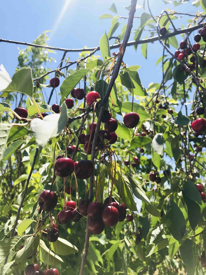 Cherry