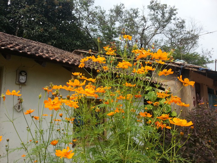 flower
