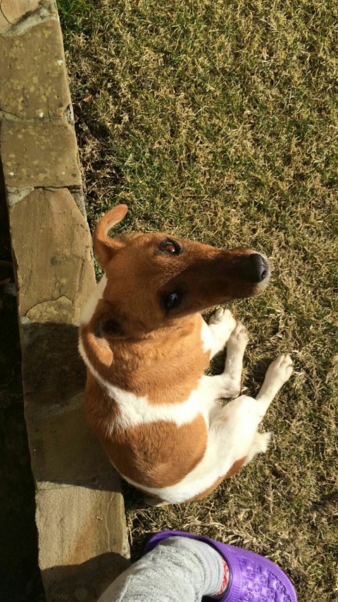 dog