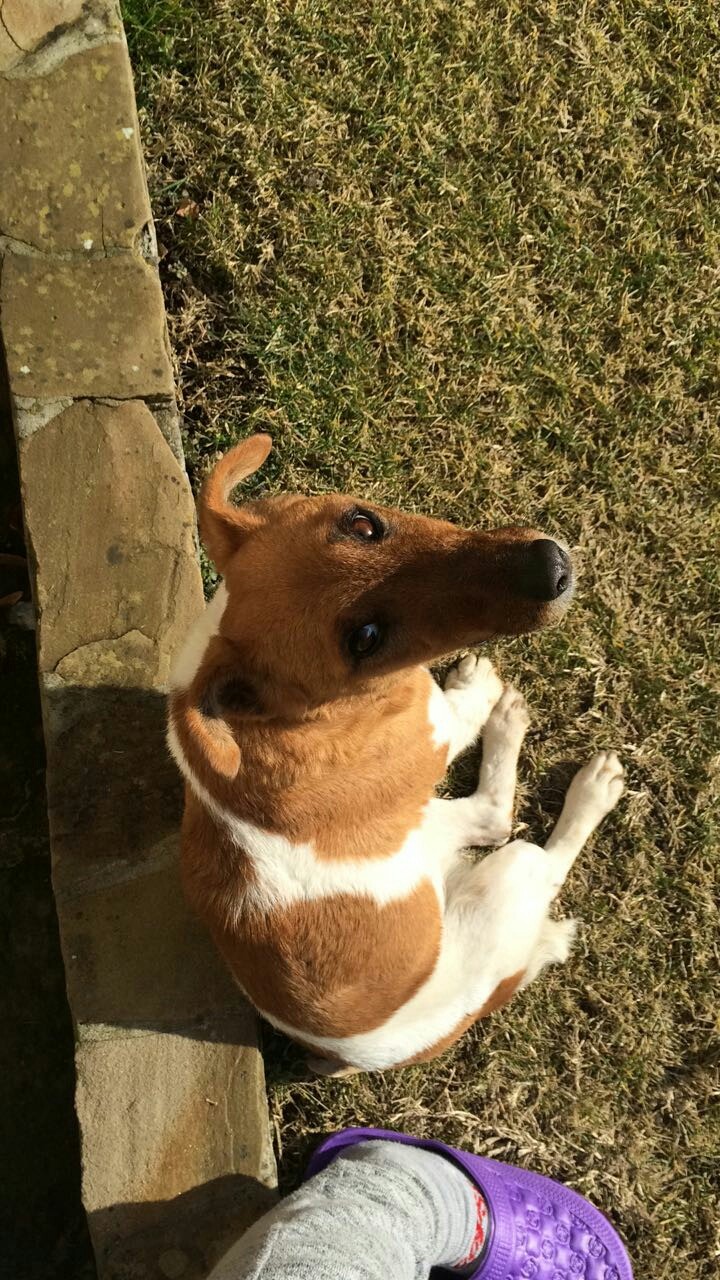 dog