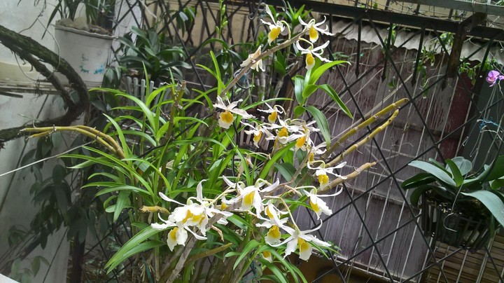 My orchids