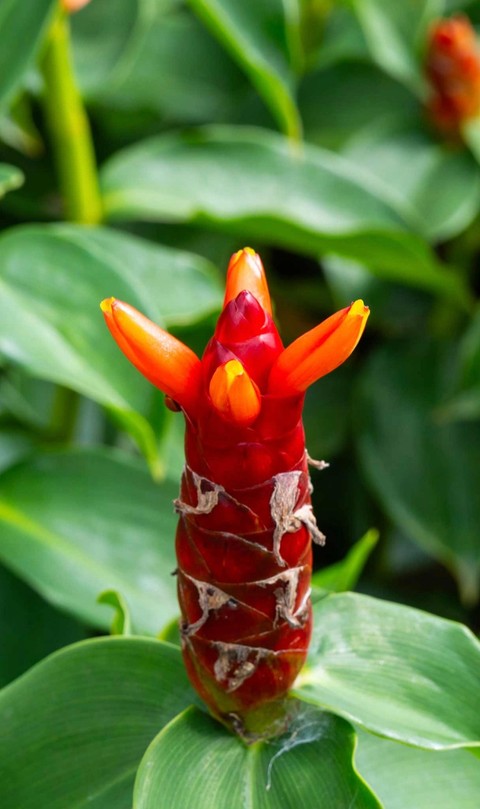 sfondi zingiberales, Close-up