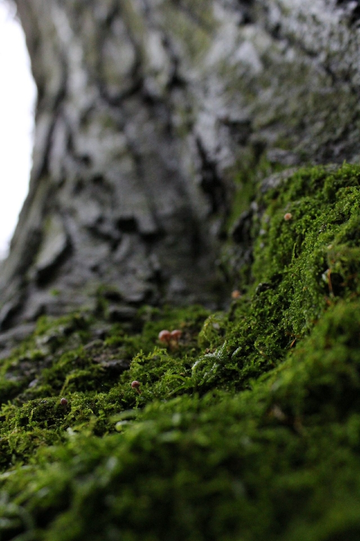mushrooms, moss, and wood
