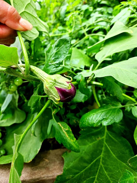 Cute Baby Eggplant Community Garden 2026