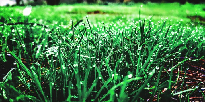 Grass