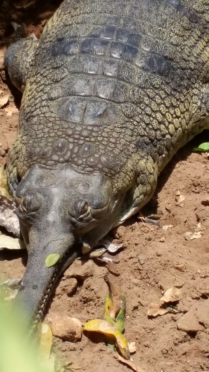 crocodile