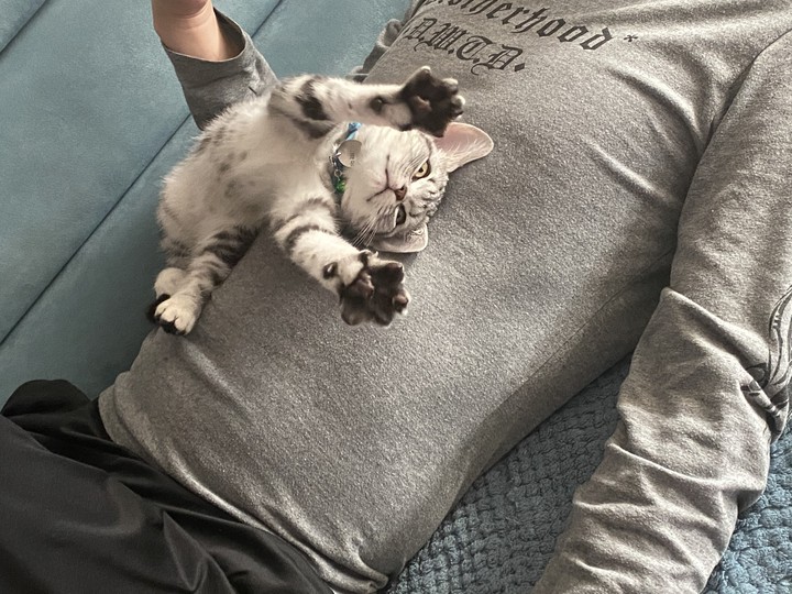 cat