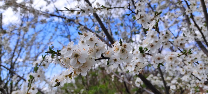 White flower on tree