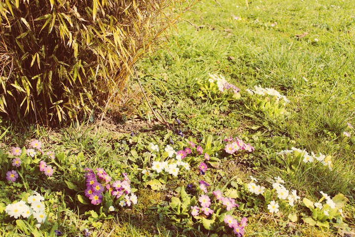 Spring