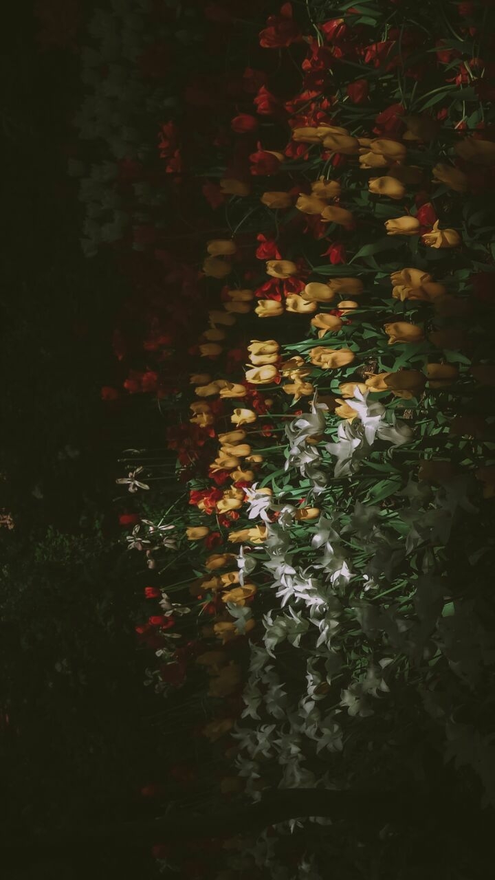 flowers