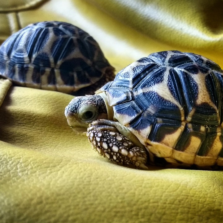 Twins!