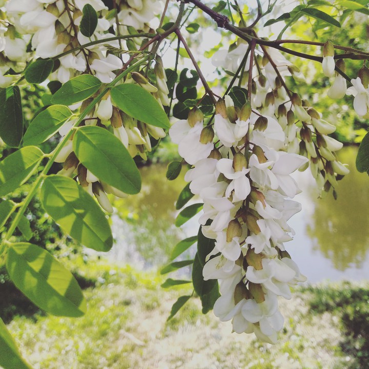 robinia