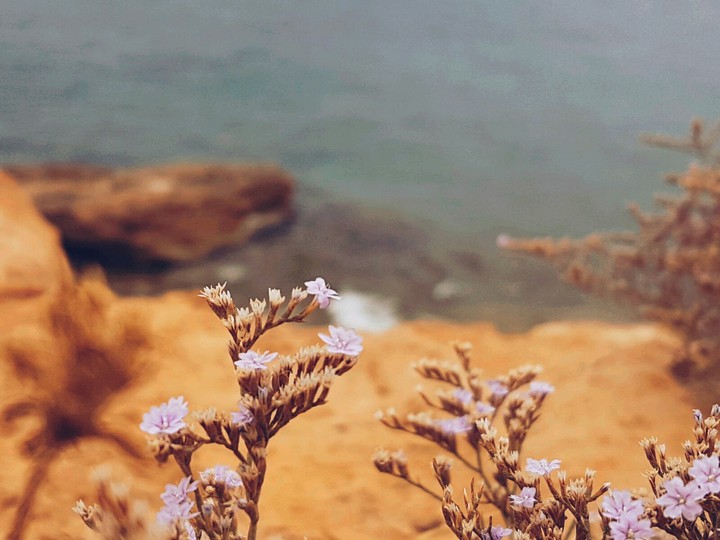 mare