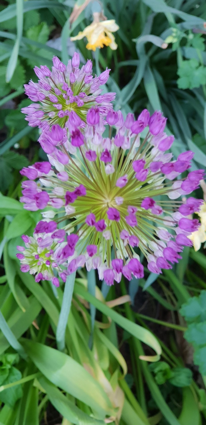flor lila