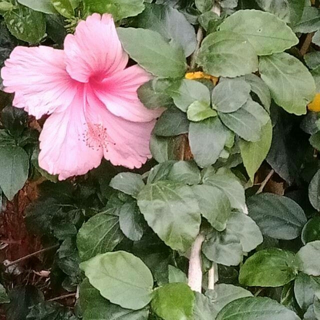 Nature
