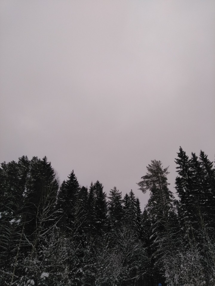 лес